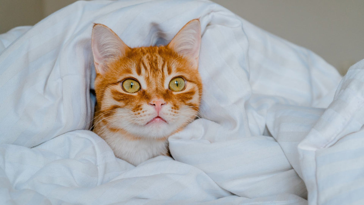 piumino letto - punti di calore
